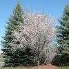 Newport Plum #10 - Image 3